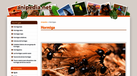hormigas.anipedia.net