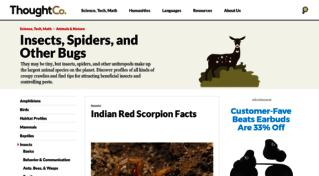 insects.about.com