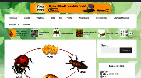 ladybug-life-cycle.com