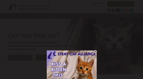 straycatalliance.org