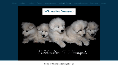 whitecottonsamoyeds.com