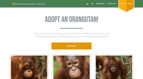 adoption.orangutan.or.id