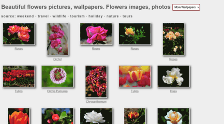 beautiful-flowers-pictures.andrewkarpov.com