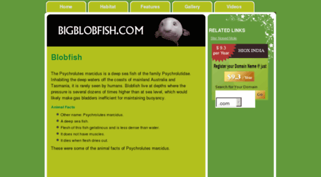 bigblobfish.com