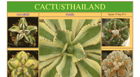 cactusthailand.com