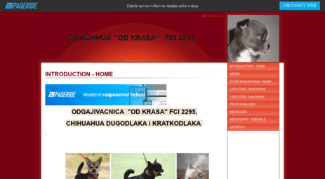 chihuahua-odkrasa.websnadno.cz