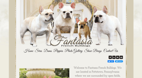 fantasiafrenchbulldogs.com