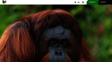 orangutan.or.id